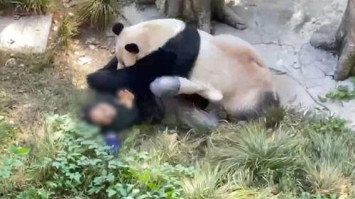 日本网友爆料大熊猫视频,网友直呼“太可爱了！”